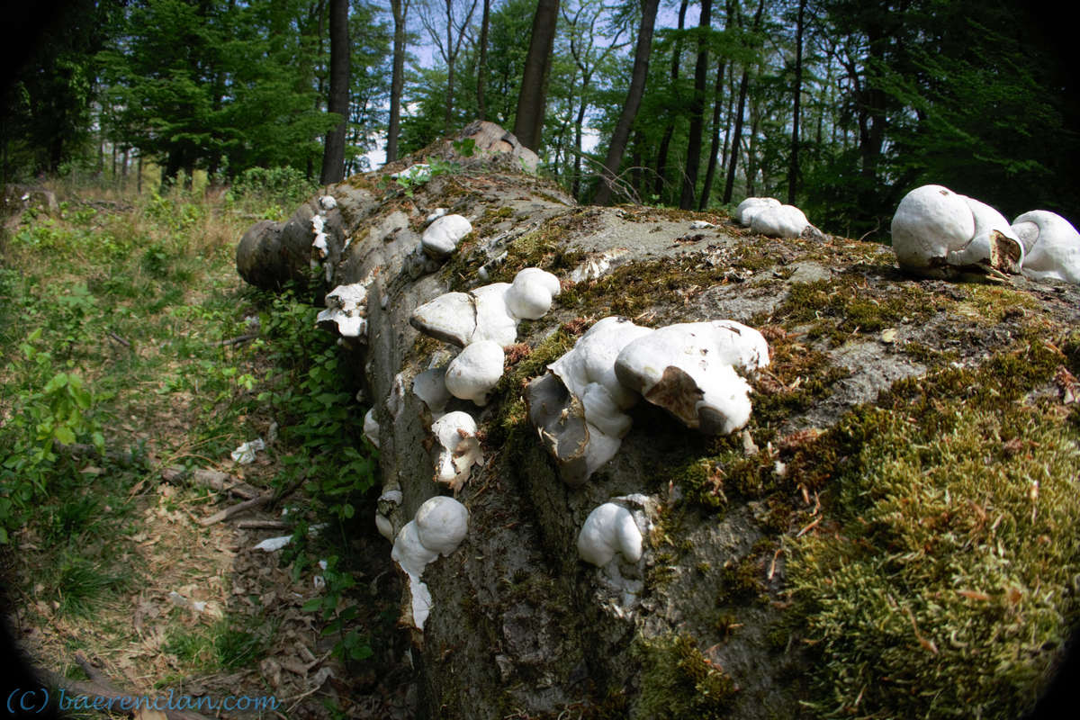 In Einem großer Stamm Totholz entwickelt sich eine große Biodiversität.