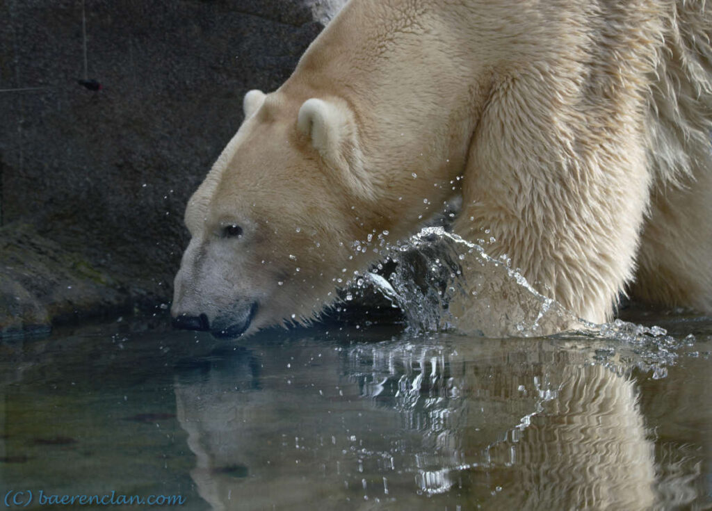 Eisbär geht durch das Wasser