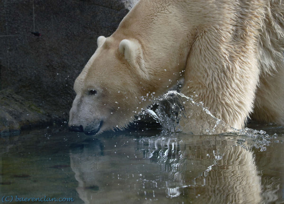 Eisbär geht durch das Wasser