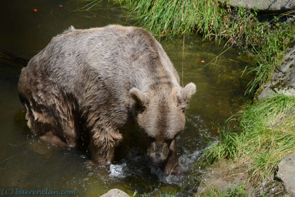 Bärennatur Braunbär Bär steigt aus dem Wasser