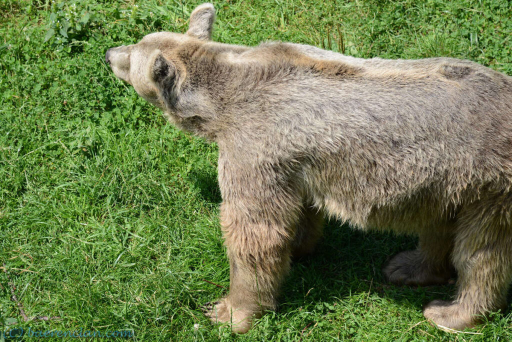 Bärennatur Bär Braunbär richtet die Ohren auf und lauscht.
