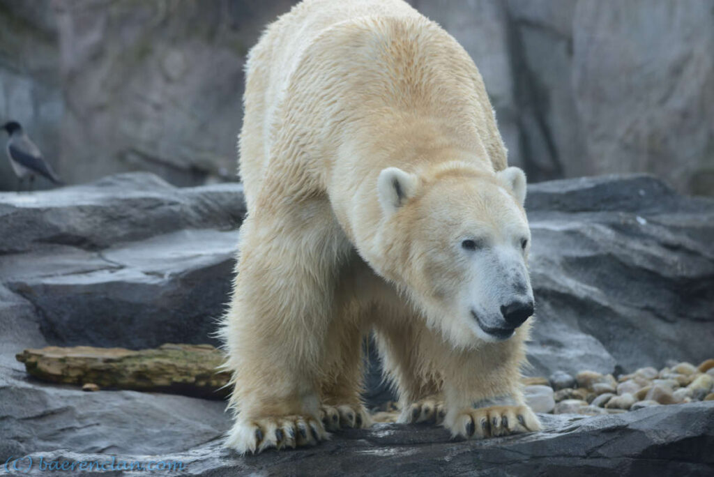 Großer Bär Eisbär
