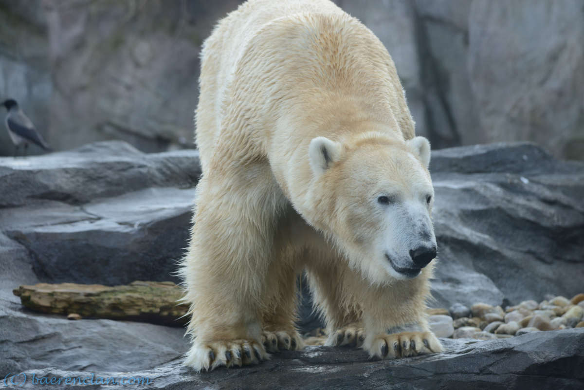 Großer Bär Eisbär