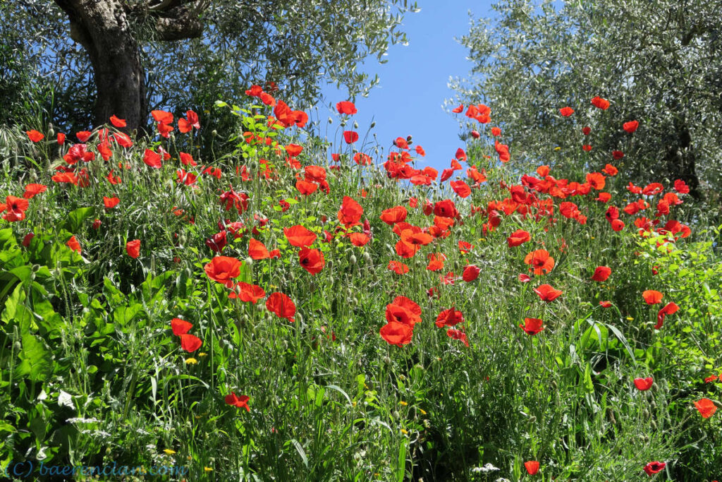 Mohnblüte unter Olivenbäumen am Pilgerweg