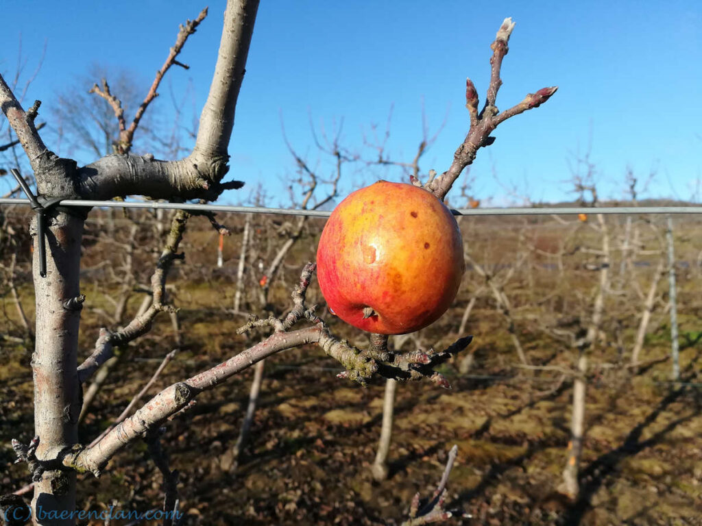 Unser Essen Der letzte Apfel